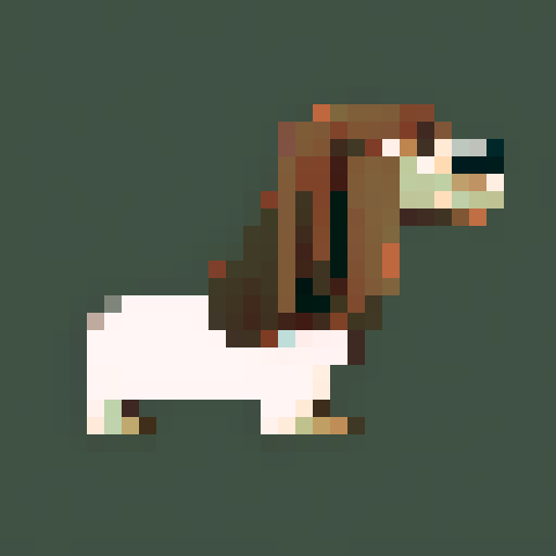 Long Haired Dachshund dog, side on, long, brown. White background. No border.