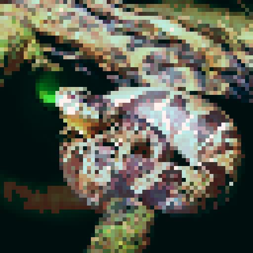 Malayan pit viper snake, night time, dark background