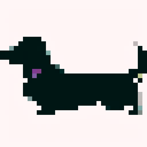 Long Haired Dachshund dog