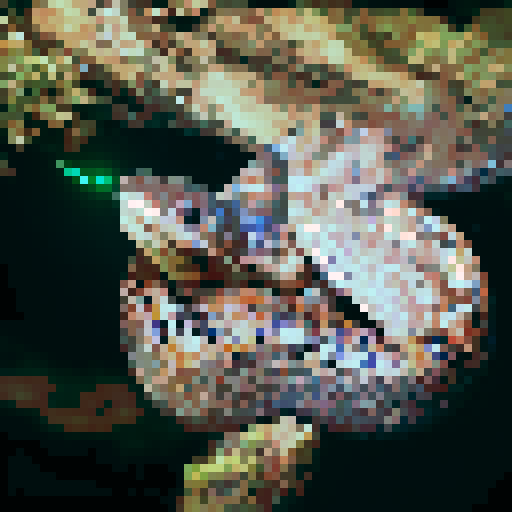 Malayan pit viper snake, night time, dark background